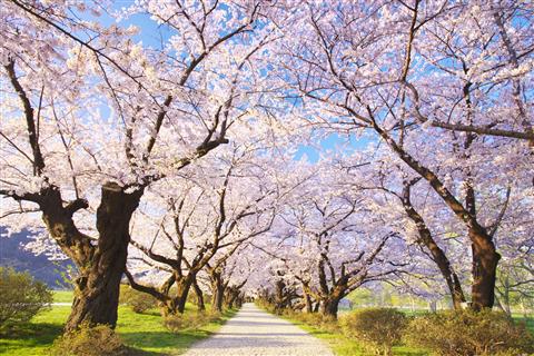 北上展勝地(4月頃撮影)